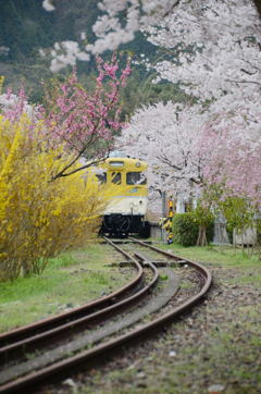 お花見日和