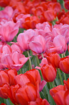 春の花達
