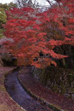 紅葉のもみじ～宮島散策～