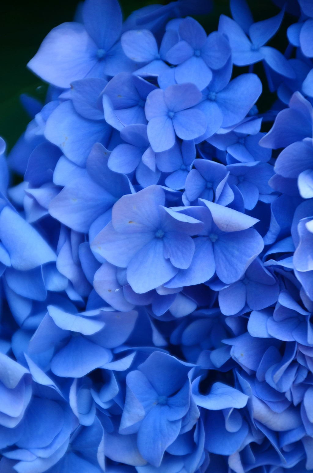 紫陽花～初夏～