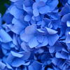 紫陽花～初夏～