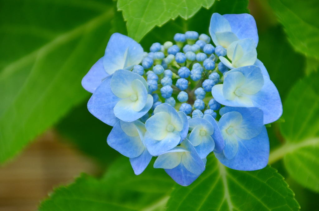 紫陽花～初夏～