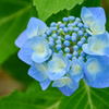 紫陽花～初夏～