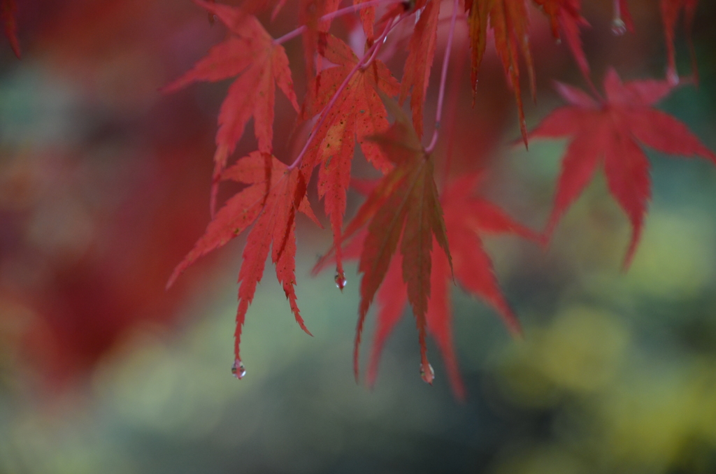 紅葉～雫