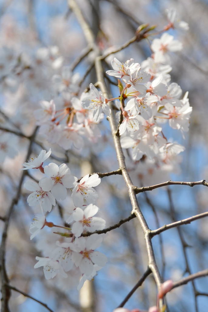 枝垂桜