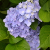 紫陽花