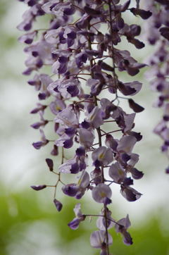 藤の花