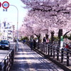 都会の桜