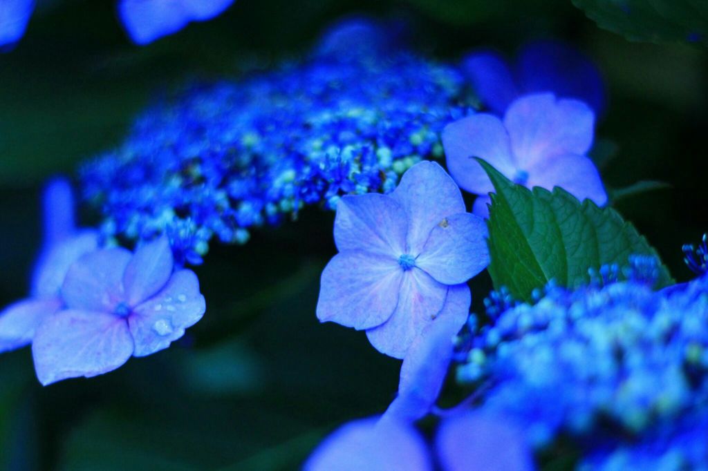 紫陽花