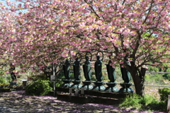 一心寺 ぼたん桜⑤