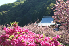 一心寺 ぼたん桜②