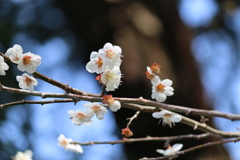 もう春だ！