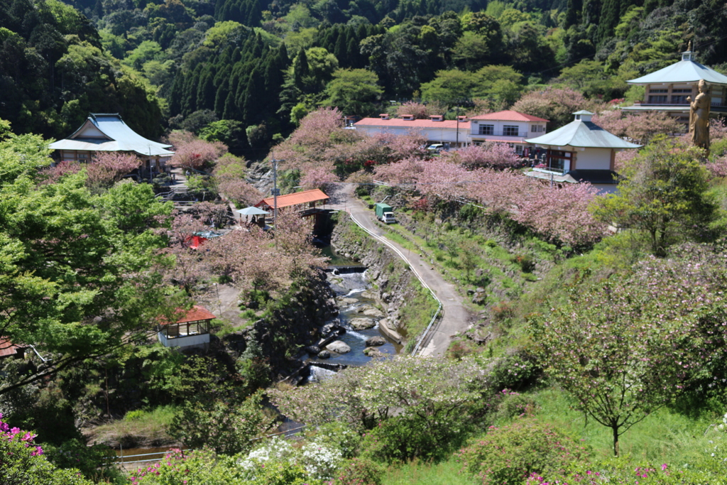 一心寺 ぼたん桜⑦