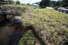 西寒田神社の藤棚