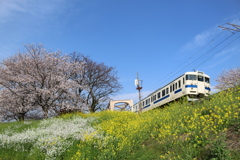 満開の桜
