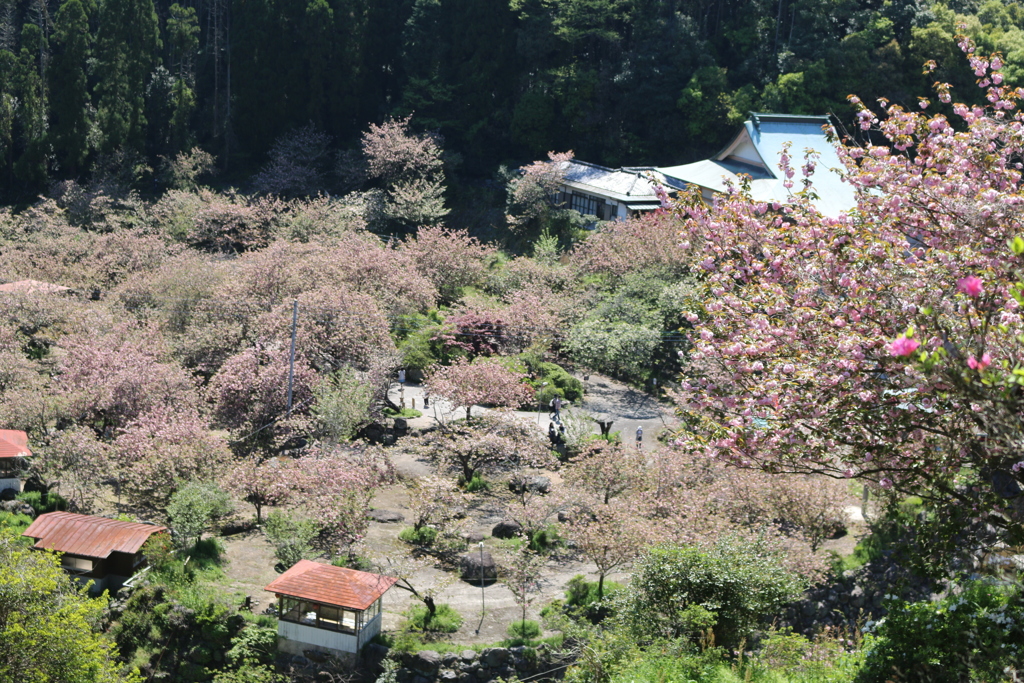 一心寺 ぼたん桜⑪