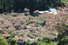一心寺 ぼたん桜⑪
