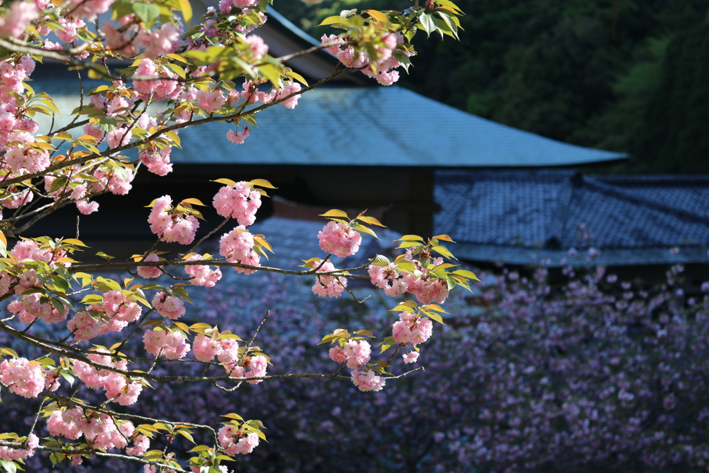 一心寺 ぼたん桜