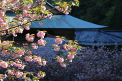 一心寺 ぼたん桜