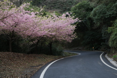 津久見の河津桜②