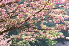 ぼたん桜