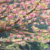 ぼたん桜