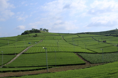 八女の茶畑