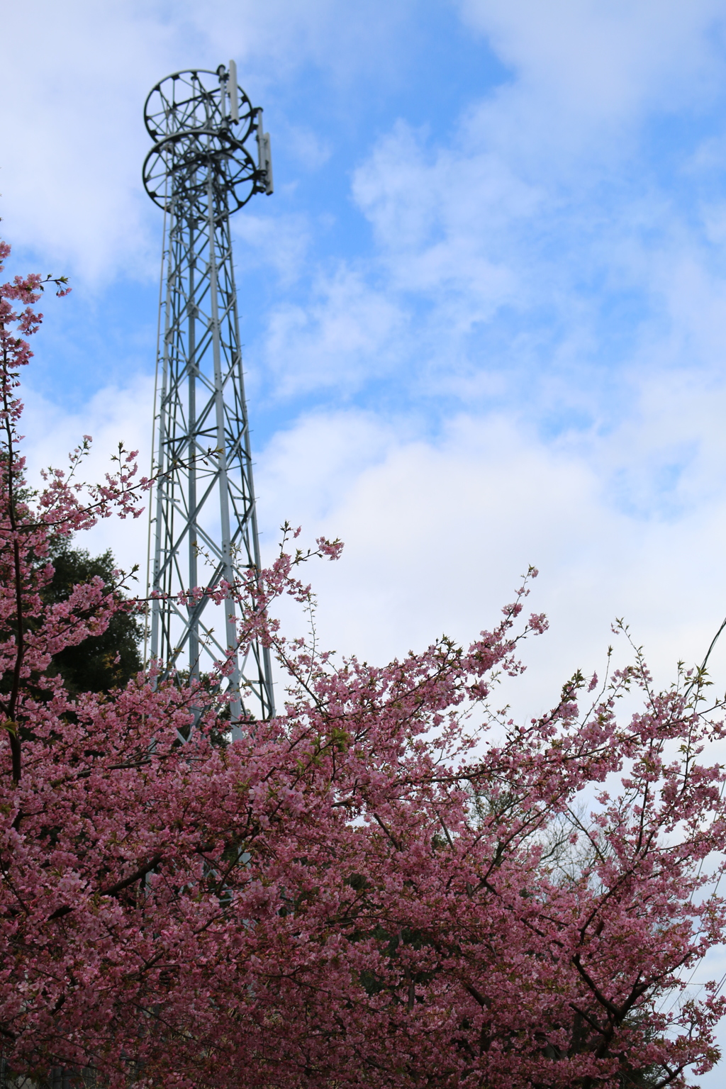 津久見の河津桜