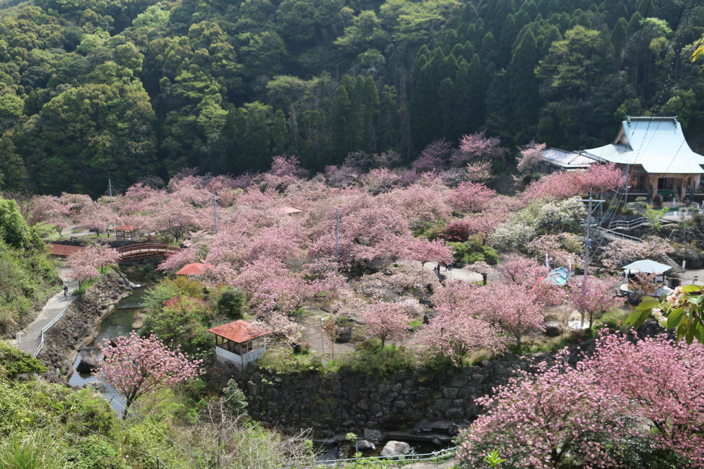 八重桜