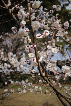 梅