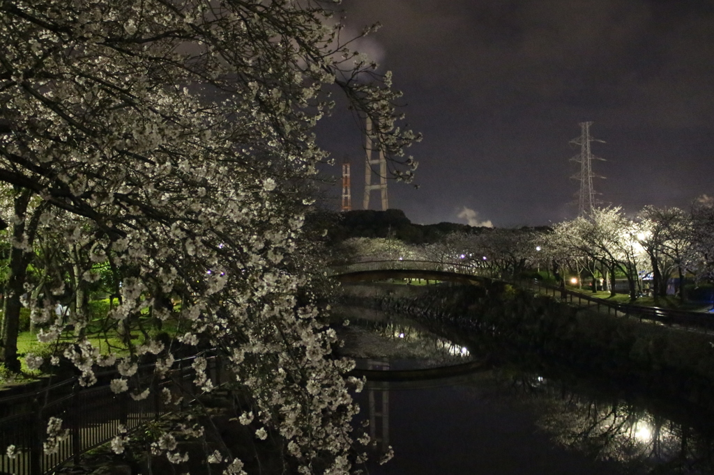 夜桜 part2