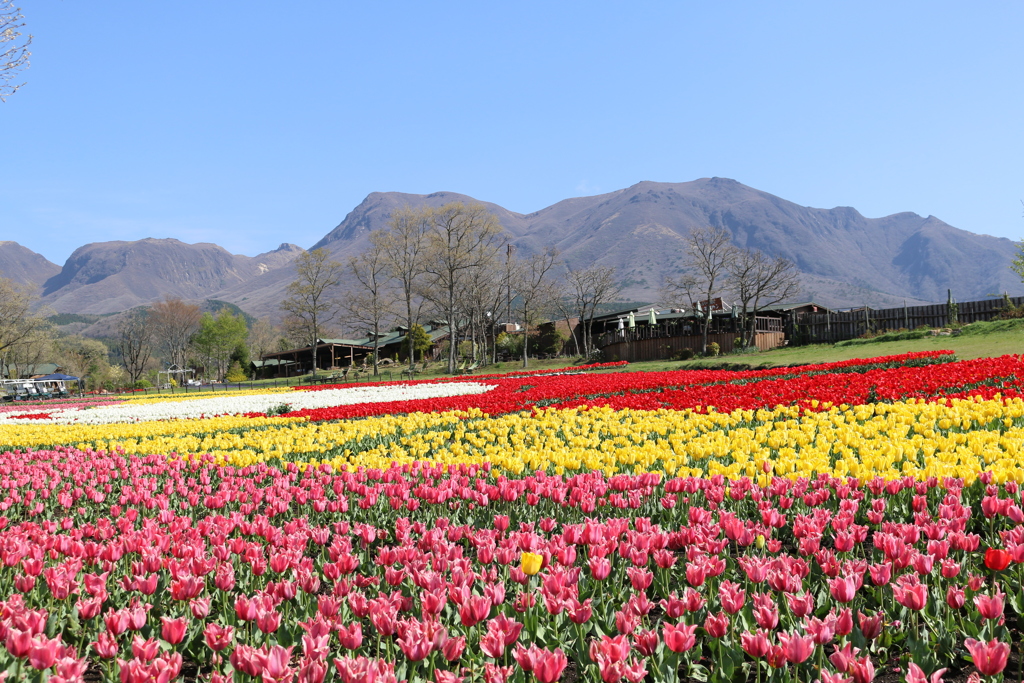 久住花公園⑤