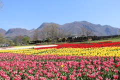 久住花公園⑤