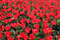 久住花公園②