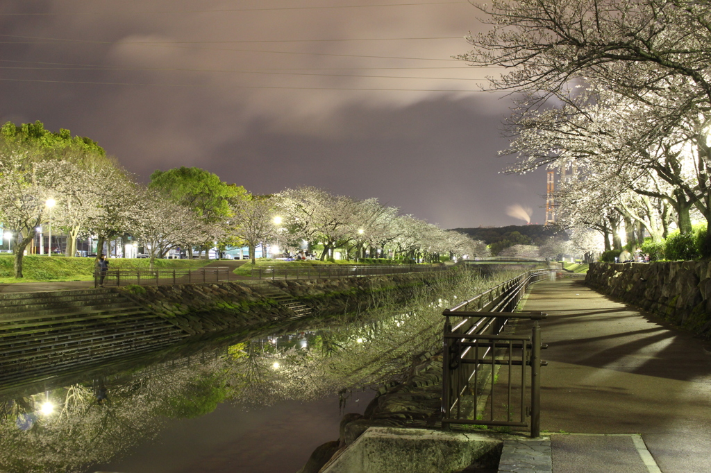 初めての夜桜