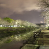 初めての夜桜