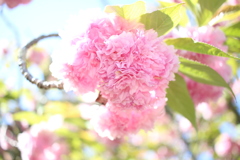 一心寺 ぼたん桜④