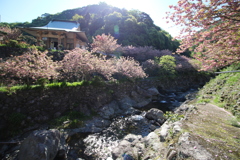 一心寺 ぼたん桜③