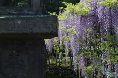 西寒田神社の藤