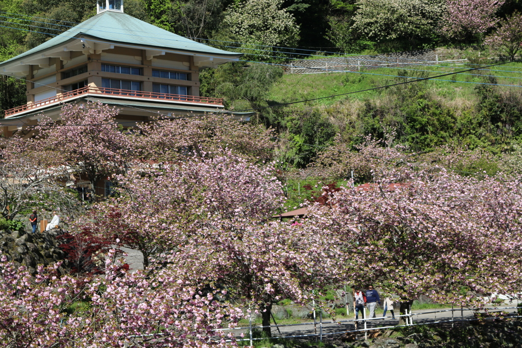 一心寺 ぼたん桜⑩