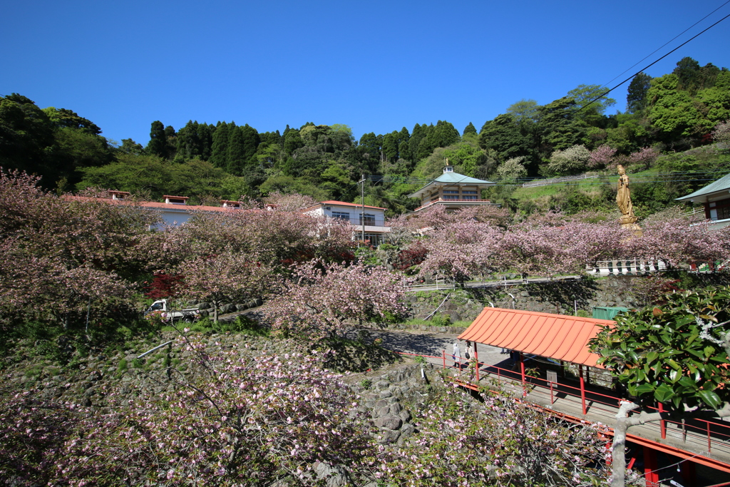 一心寺 ぼたん桜⑬