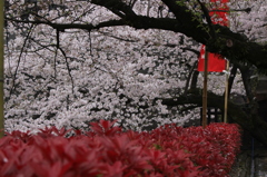 熊本城の桜