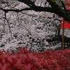 熊本城の桜