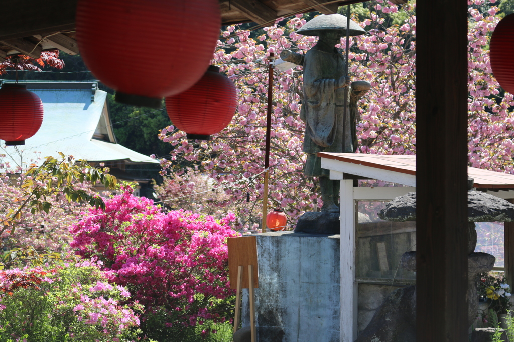 一心寺 ぼたん桜⑧
