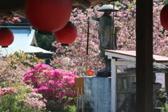一心寺 ぼたん桜⑧
