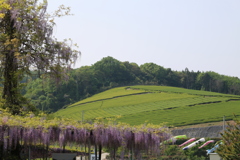 藤と茶畑と鯉のぼり