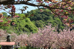 一心寺 ぼたん桜⑨