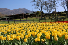 久住花公園⑥