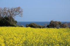 菜の花