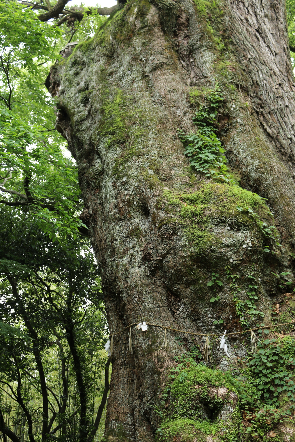 檮原八幡宮の御神木
